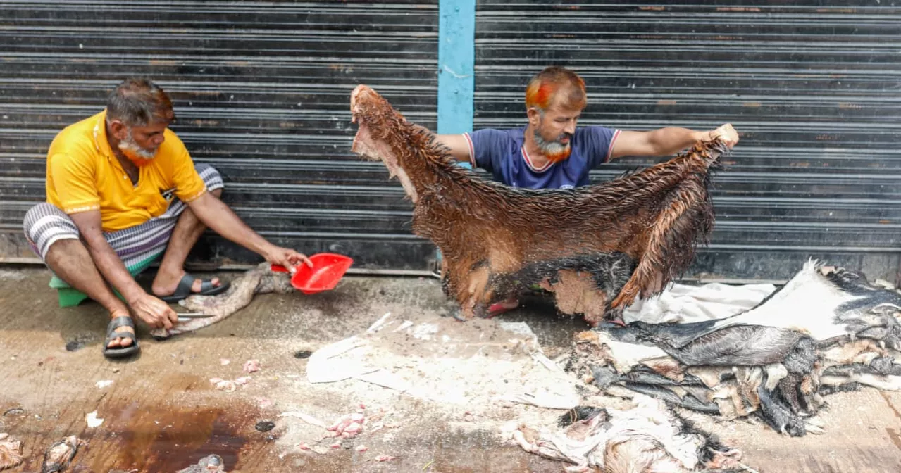 Posta comes alive as Eid hides pour into Dhaka's largest rawhide market