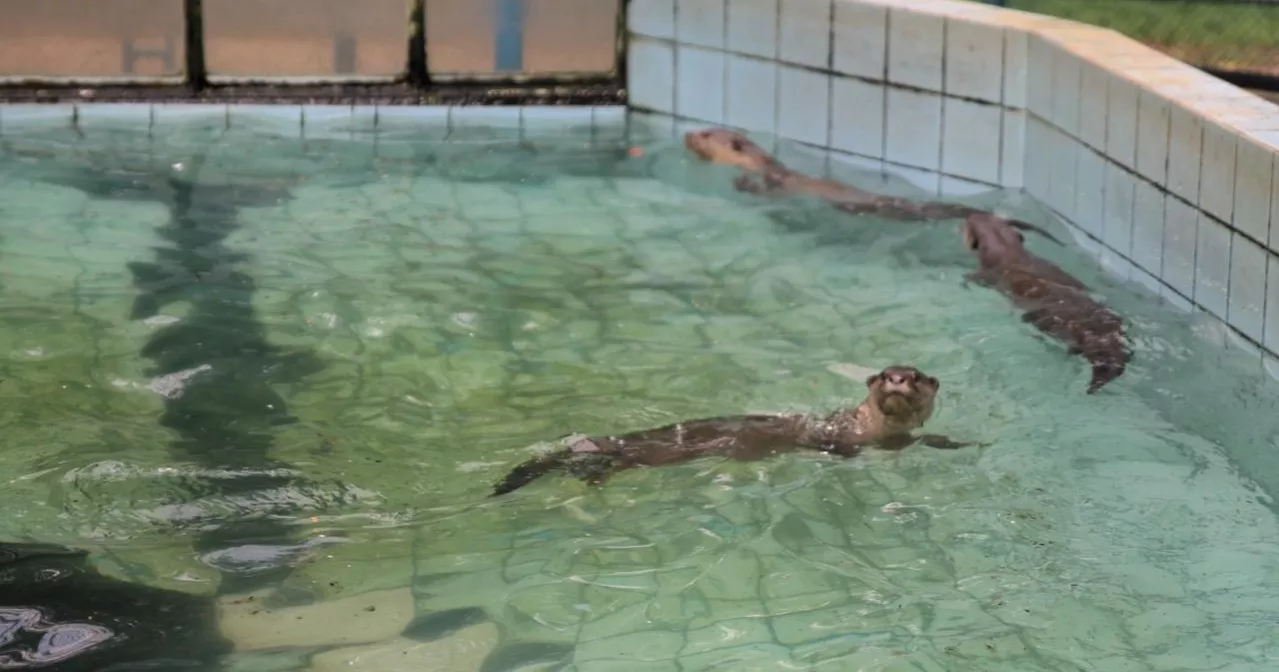 Beating the heat: Zoo animals seek relief in waterbodies as heatwave grips Dhaka