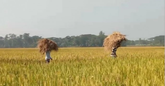 Golden harvests, rising straw prices bring smiles to Rangpur farmers