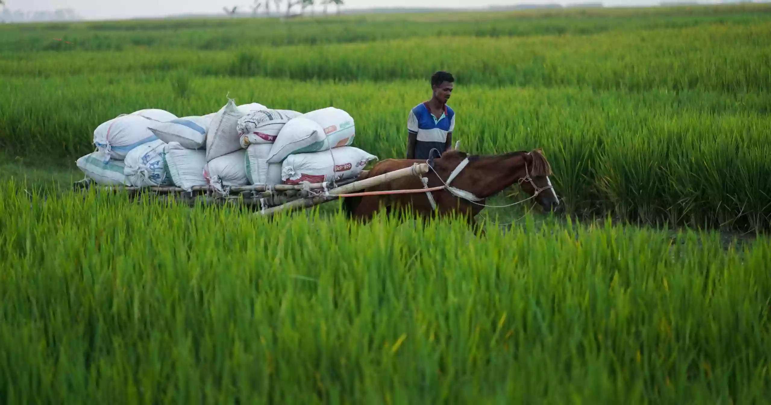Teesta char farmers battle water woes to survive