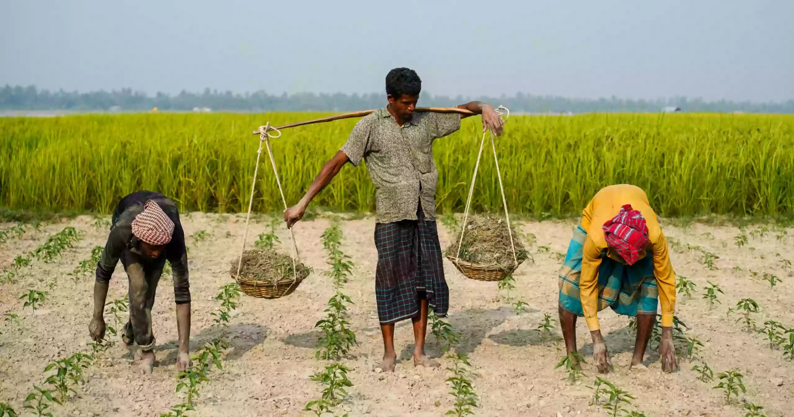 Teesta char farmers battle water woes to survive