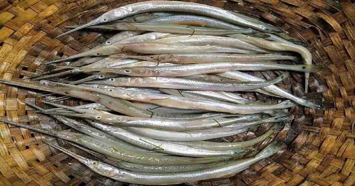 Researchers find way to save Kakila fish from extinction: BFRI