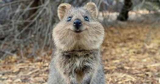 smilling quokka selfie trend