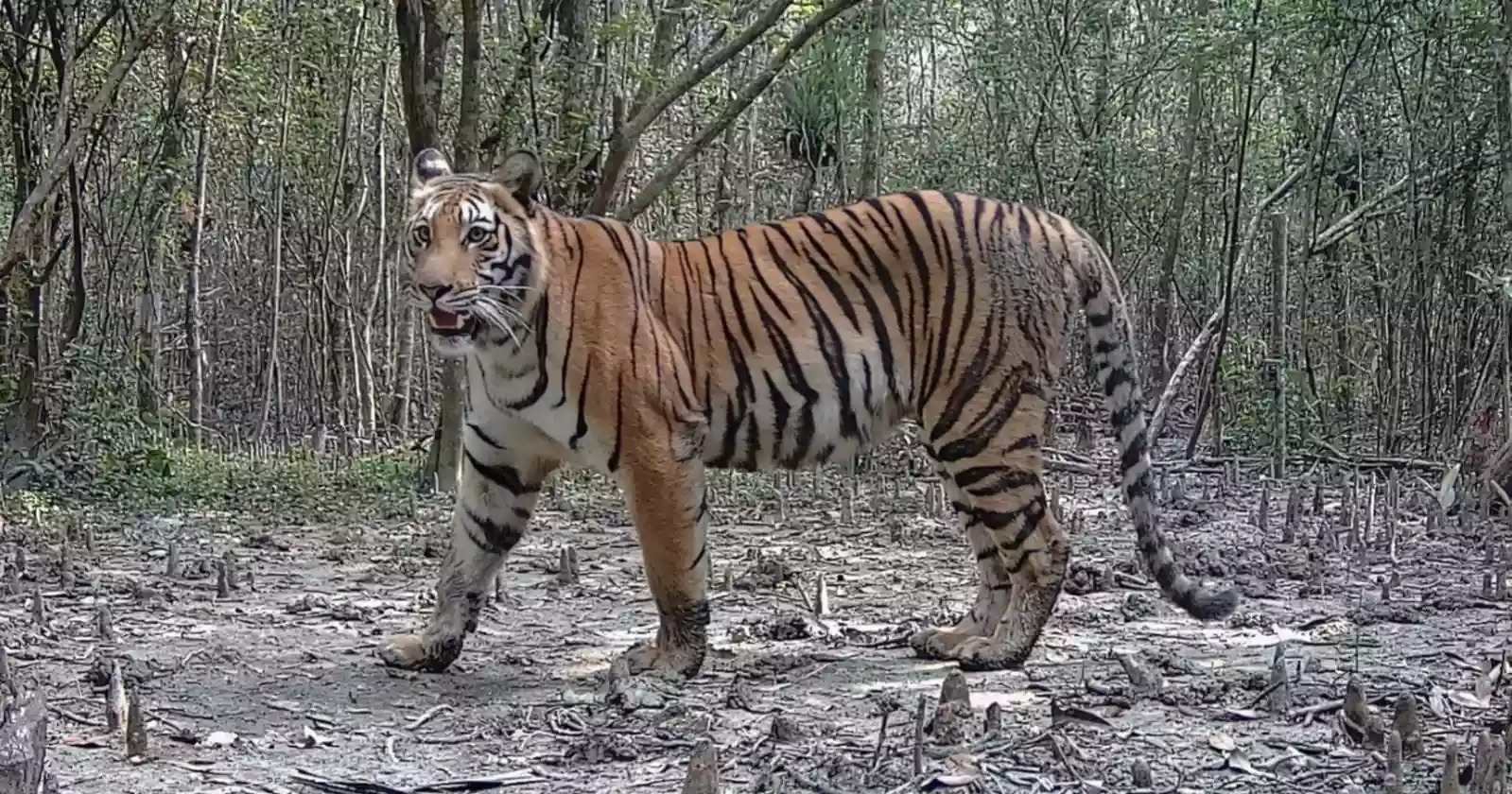 Sundarbans see steady rise in tiger population despite mounting challenges; World Tiger Day puts spotlight on conservation