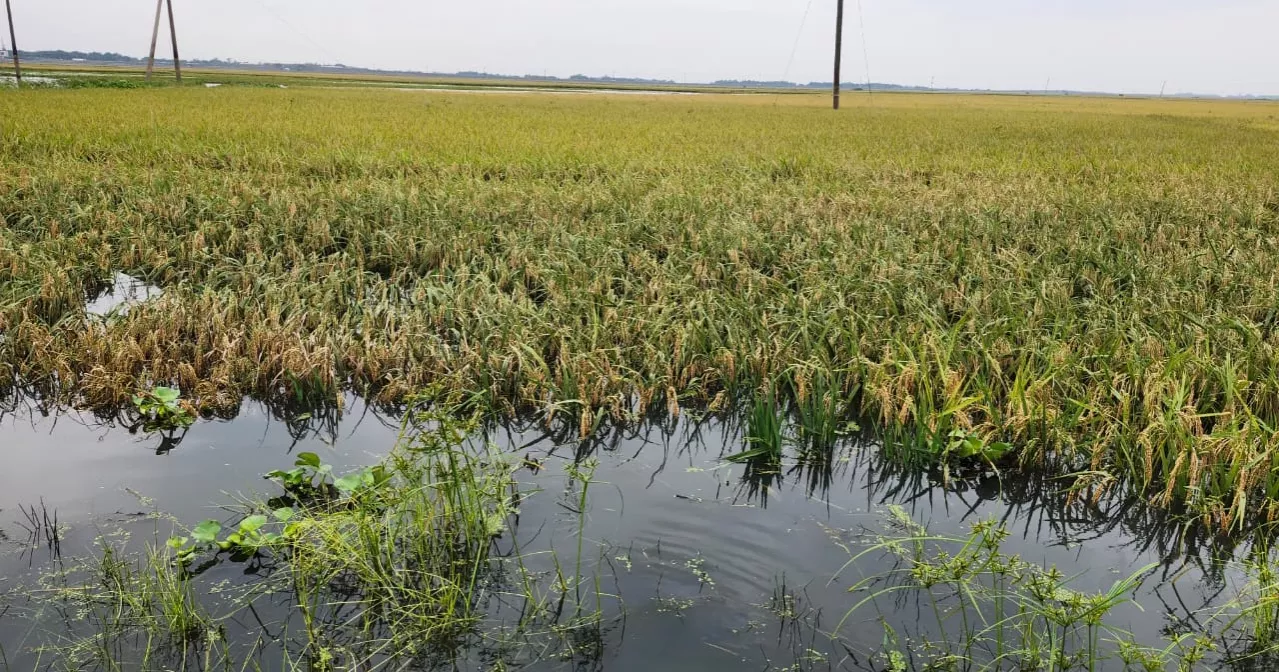 7,000 hectares of cropland inundated by continuous rain in Kishoreganj