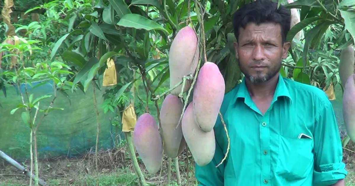 Foreign mango variety 'Red Ivory' creates buzz among farmers in Chapainawabganj