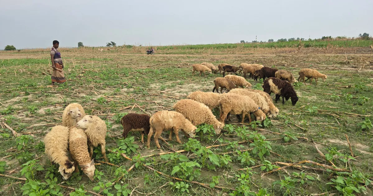 Char dwellers in Faridpur pin hopes on Eid-ul-Azha for livestock sales