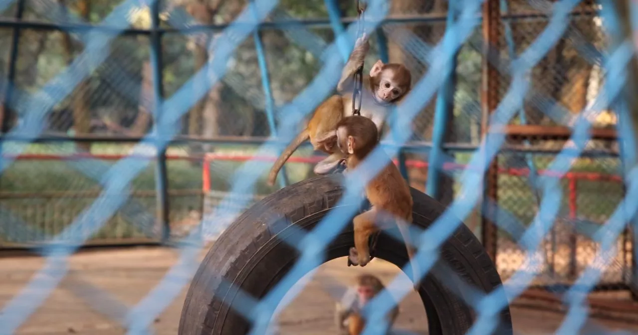 Dhaka National Zoo Monkeys