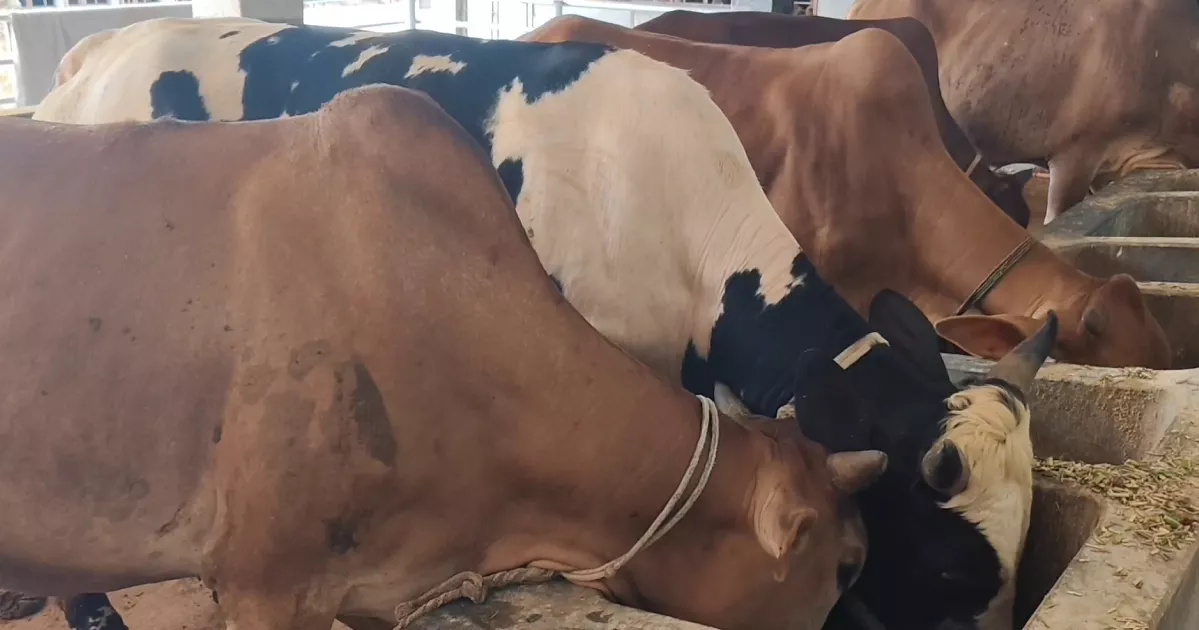 Cattle farmers worried over profits, seek curb on Indian influx