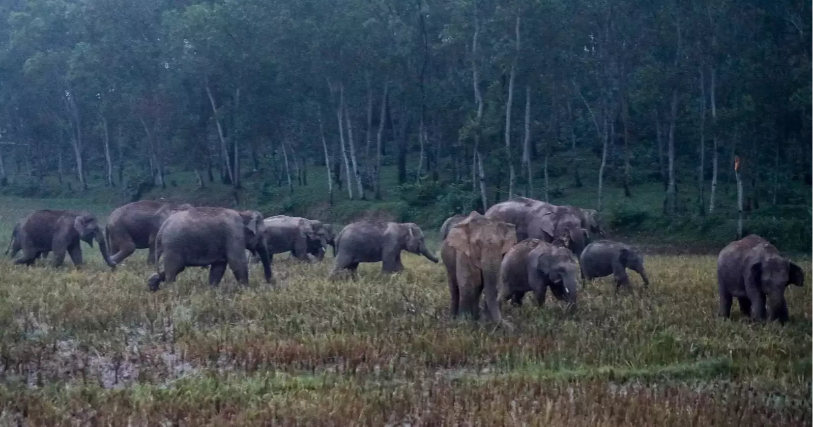 More elephants, less habitat: Sherpur’s growing human-elephant conflict