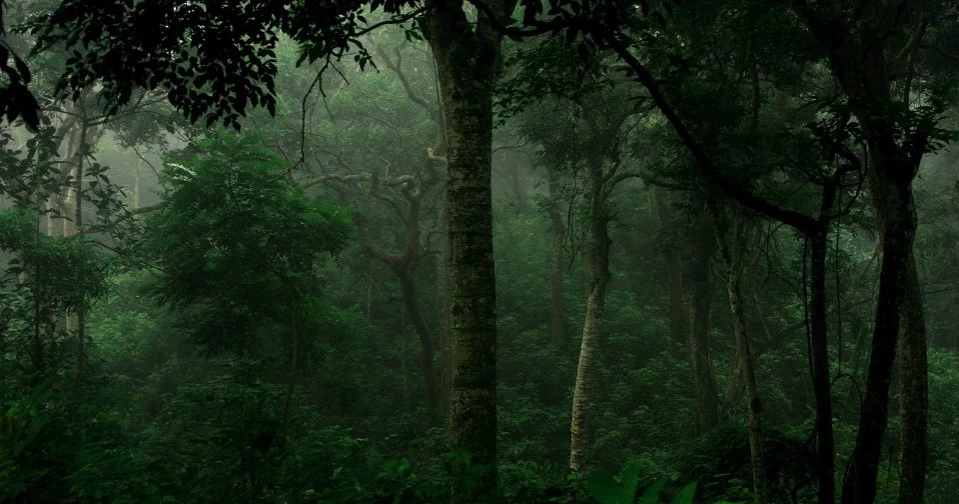Rema–Kalenga forest, Habiganj