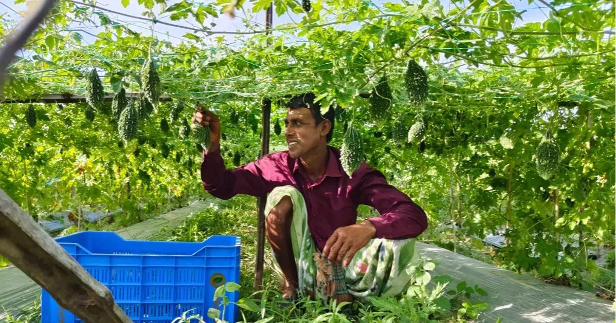 Pesticide-free bitter gourd yields well, low prices disappoint Kushtia farmers