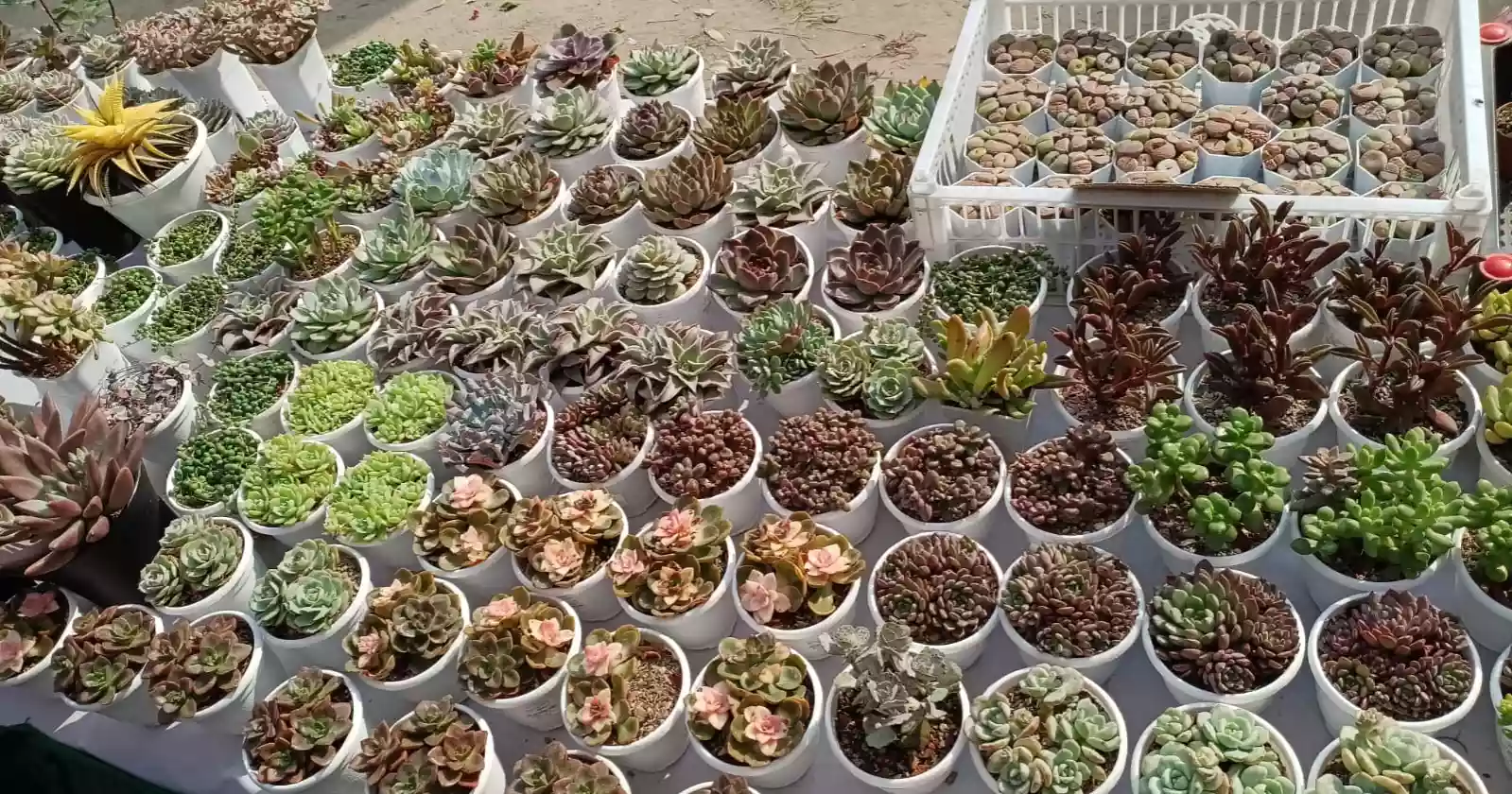 Urban agriculture fair on at Rajdhani High School