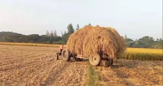 Golden harvests, rising straw prices bring smiles to Rangpur farmers