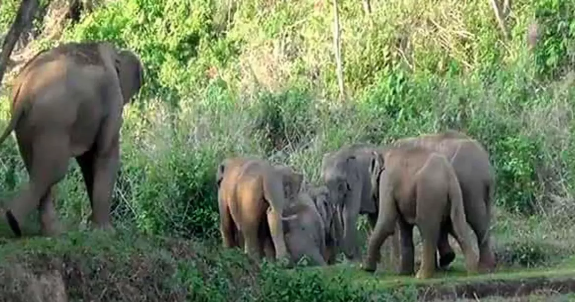 Govt charts twin pathways to ease human-elephant conflicts in Bangladesh  