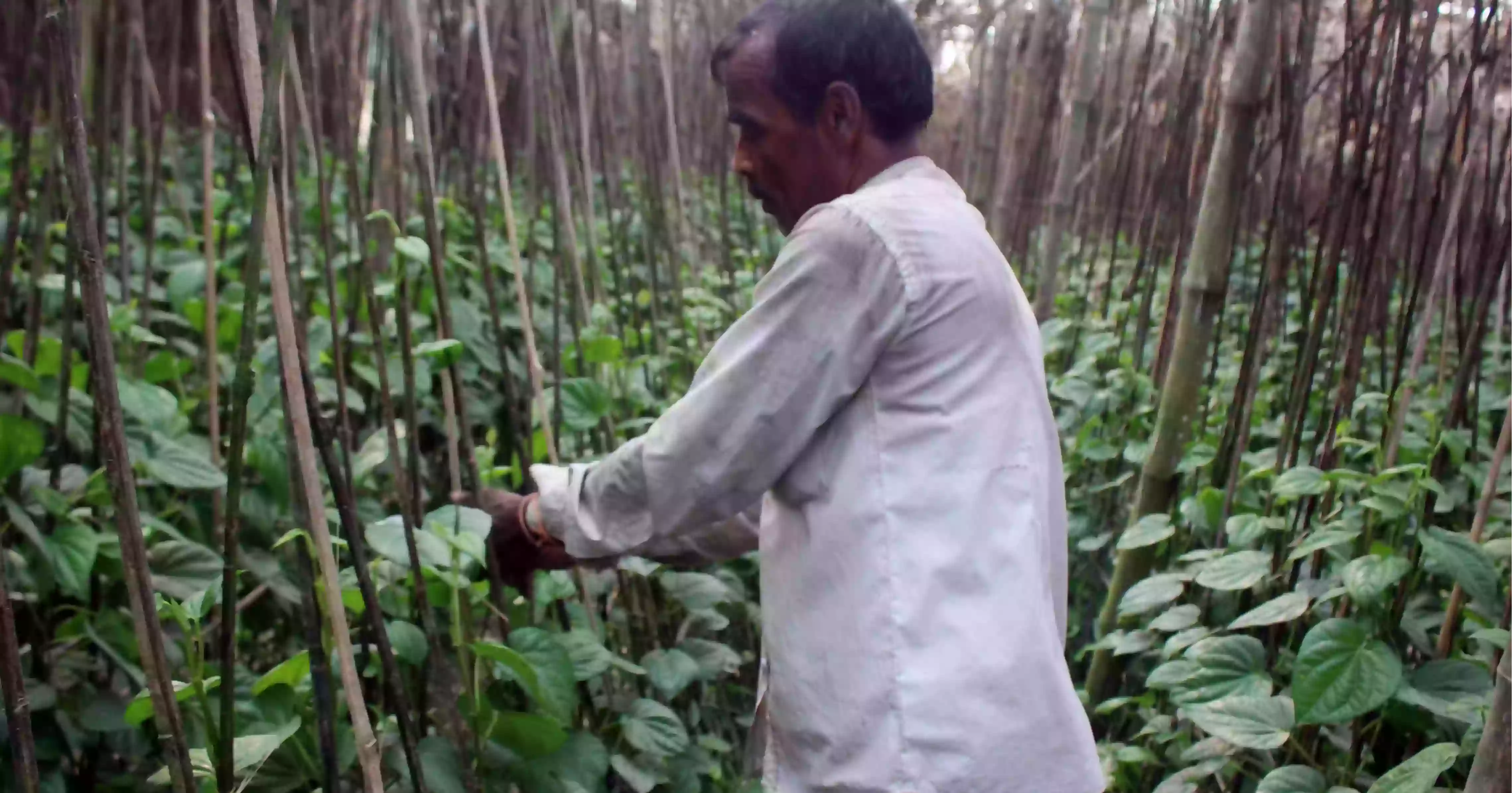 How betel cultivation changed the fortunes of three Naogaon villages