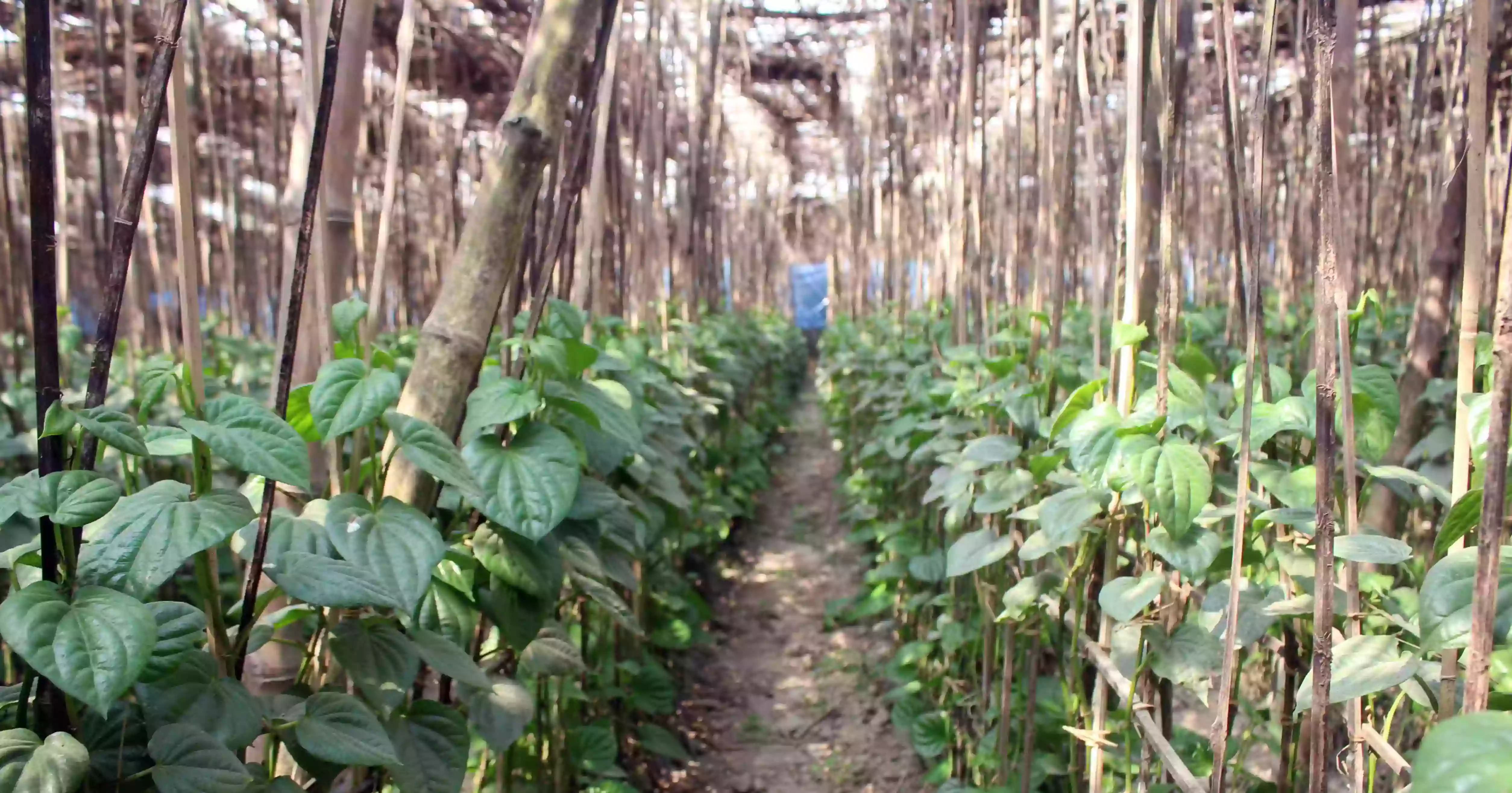 How betel cultivation changed the fortunes of three Naogaon villages