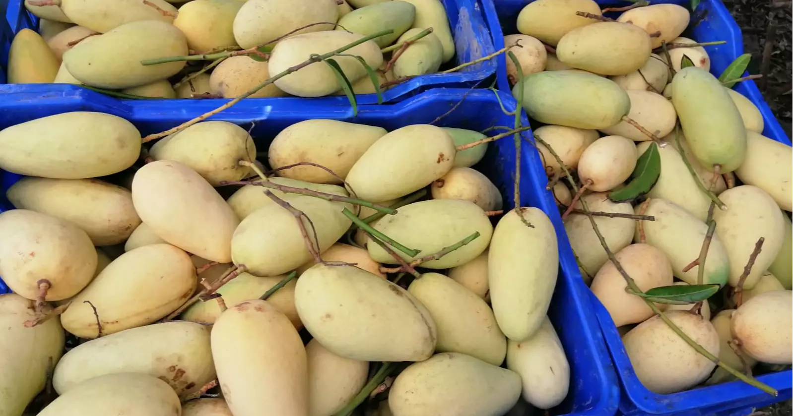 Katimon keeps Naogaon mango market brisk in off-season