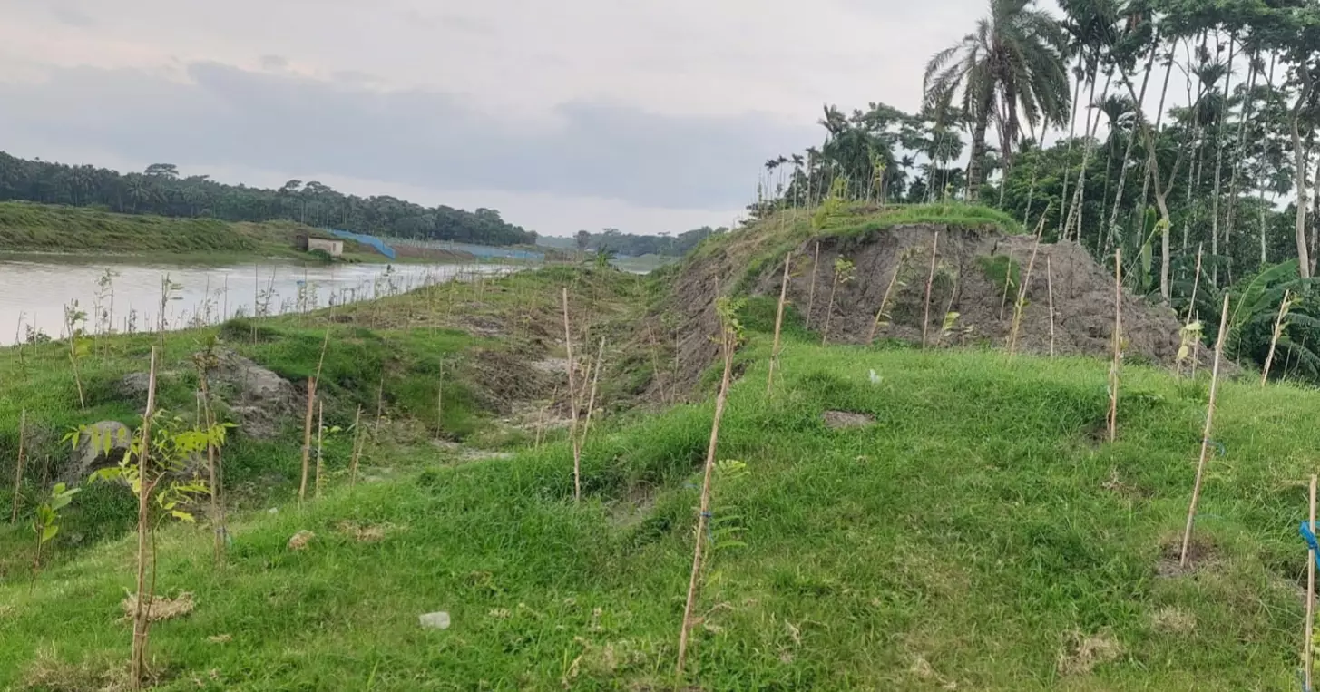 Bishkhali riverbanks turn green as 50,000 trees reshape Bagerhat landscape