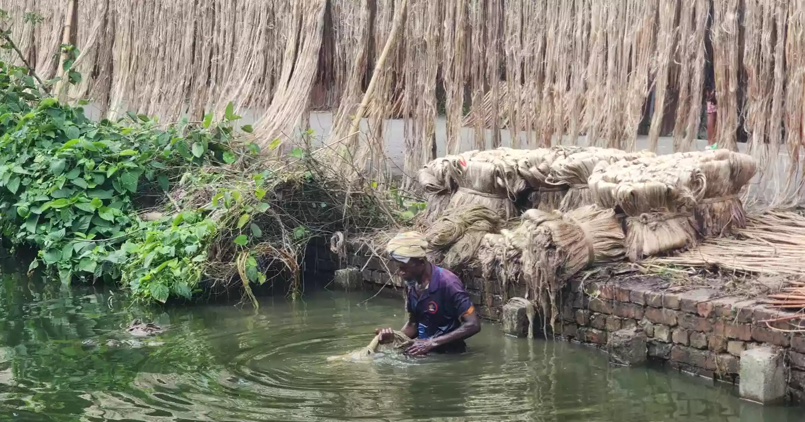 Jute prices fall, Narail farmers fear losses