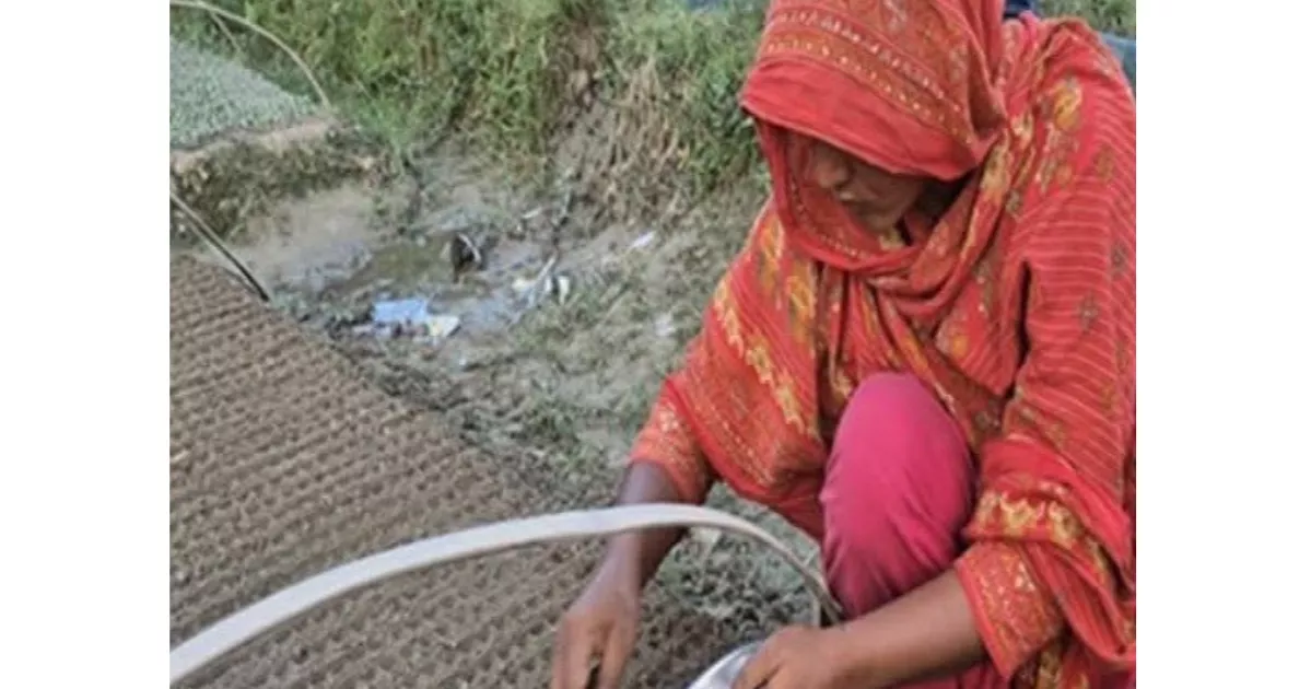 Jashore emerges as Bangladesh’s winter vegetable seedling hub