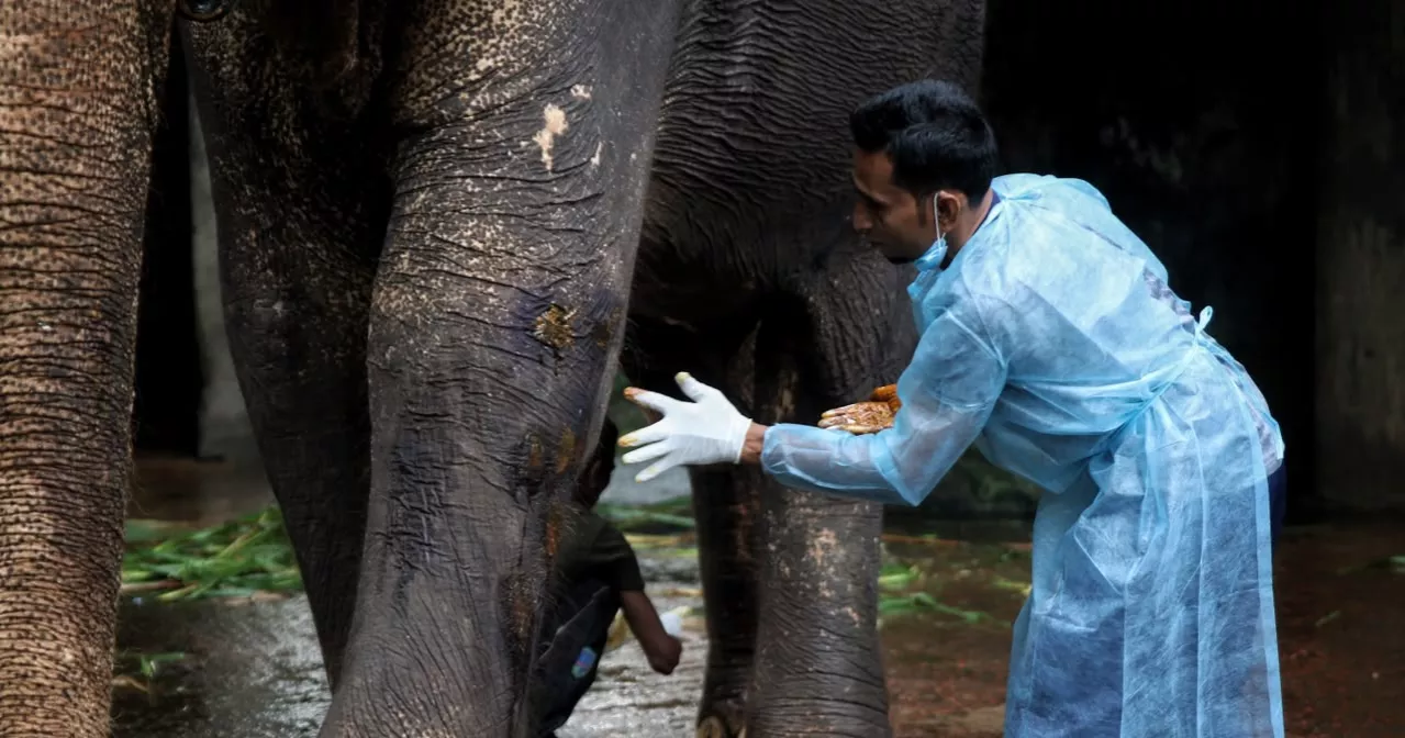 After years of neglect, rescued elephant Badsha Bahadur gets a second chance