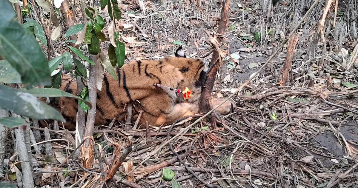 Tigress trapped in poachers’ snare in Sundarbans rescued