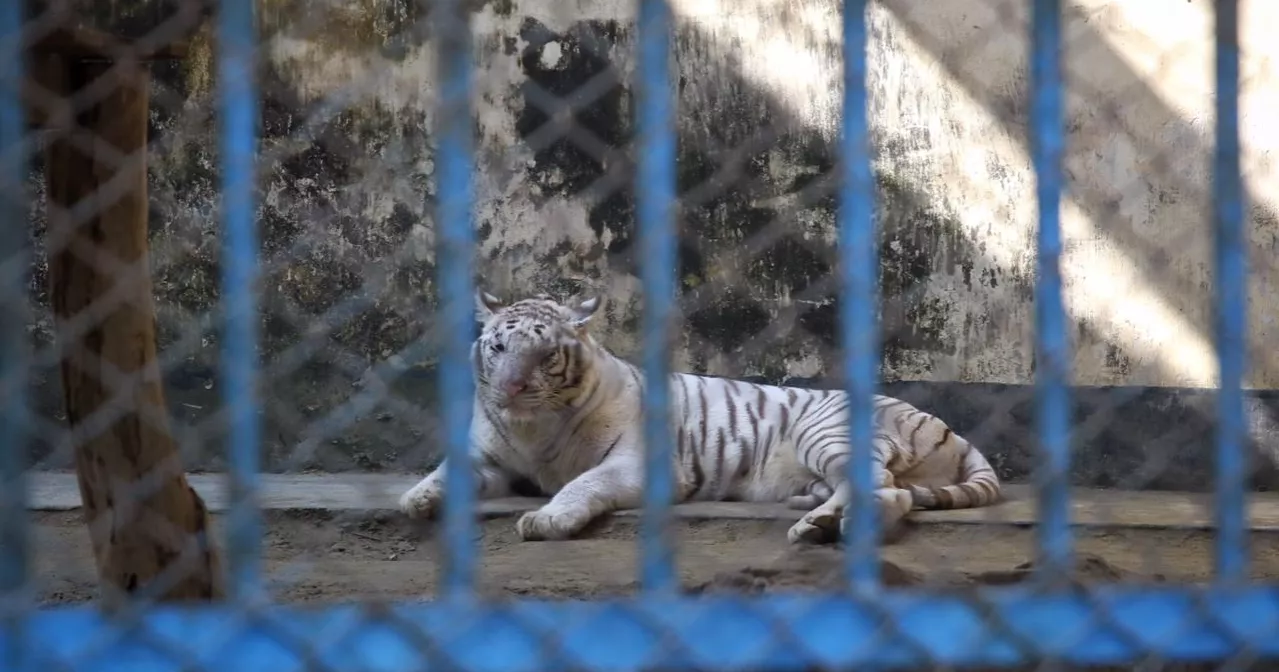 Dhaka National Zoo Tiger