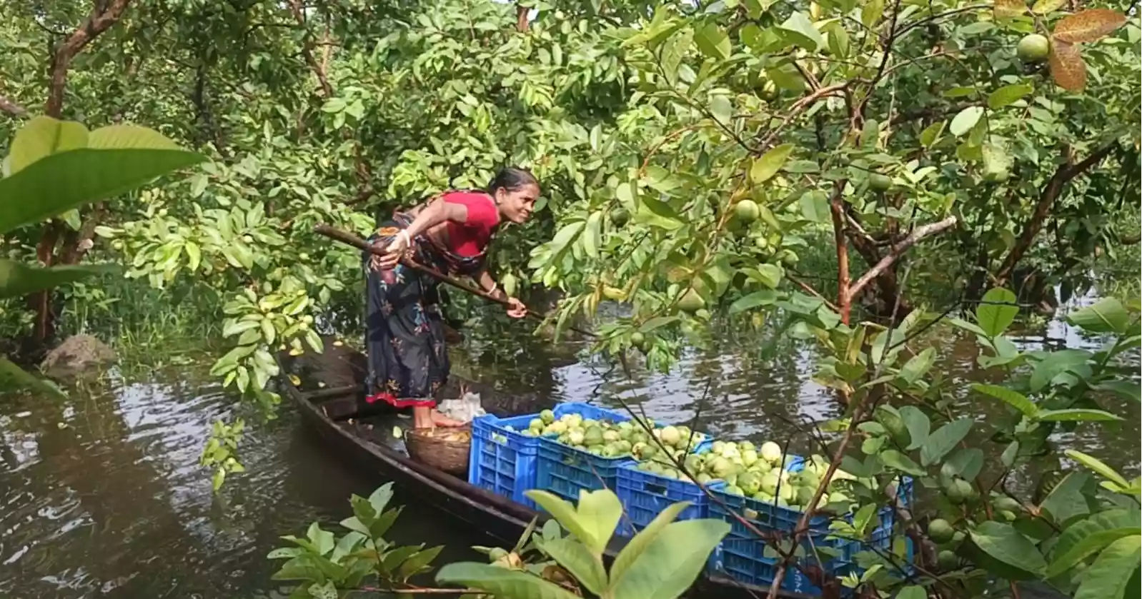 Floating guava market breathes new life into Pirojpur's rural economy