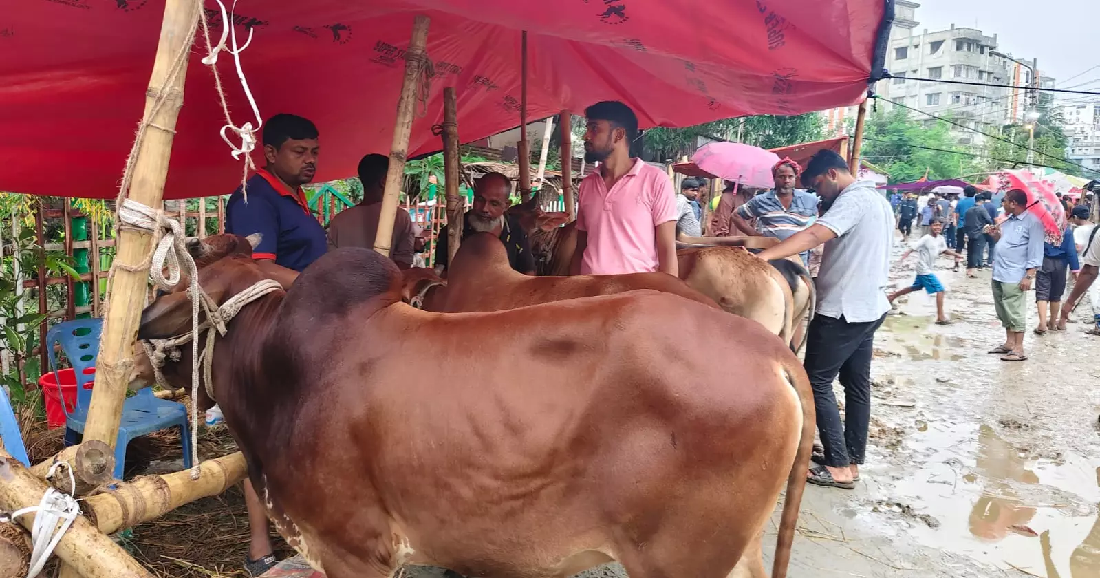 Mixed emotions at capital’s cattle markets as traders part with sacrificial animals 