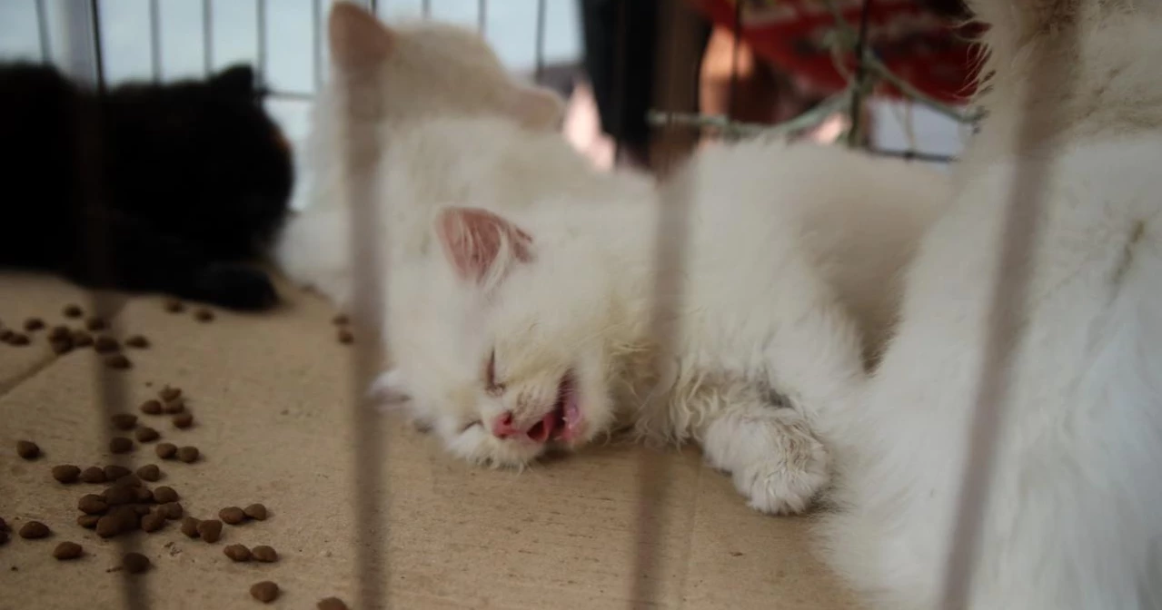 Cruelty on display: Pets kept in inhumane condition at Mirpur