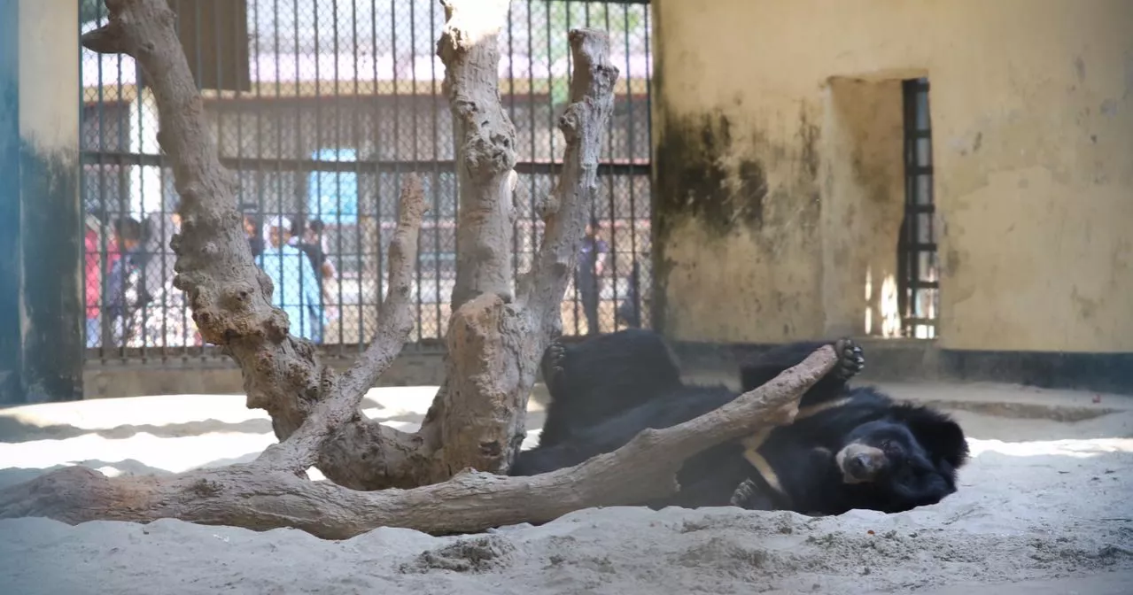 Dhaka National Zoo Animal