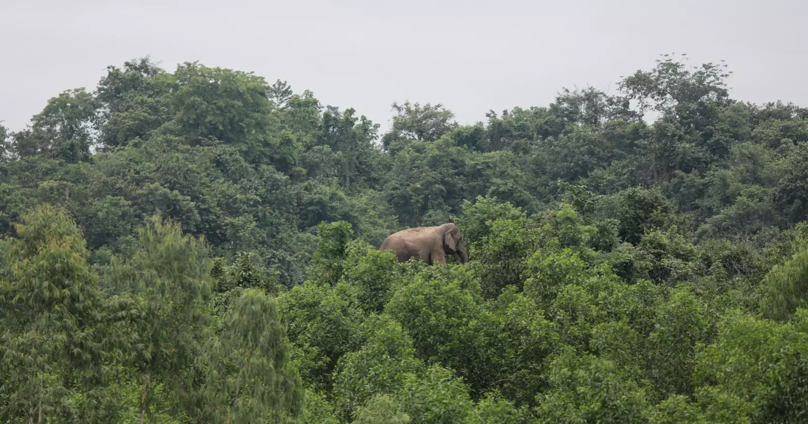 Human-elephant conflict intensifies in Sherpur border hills