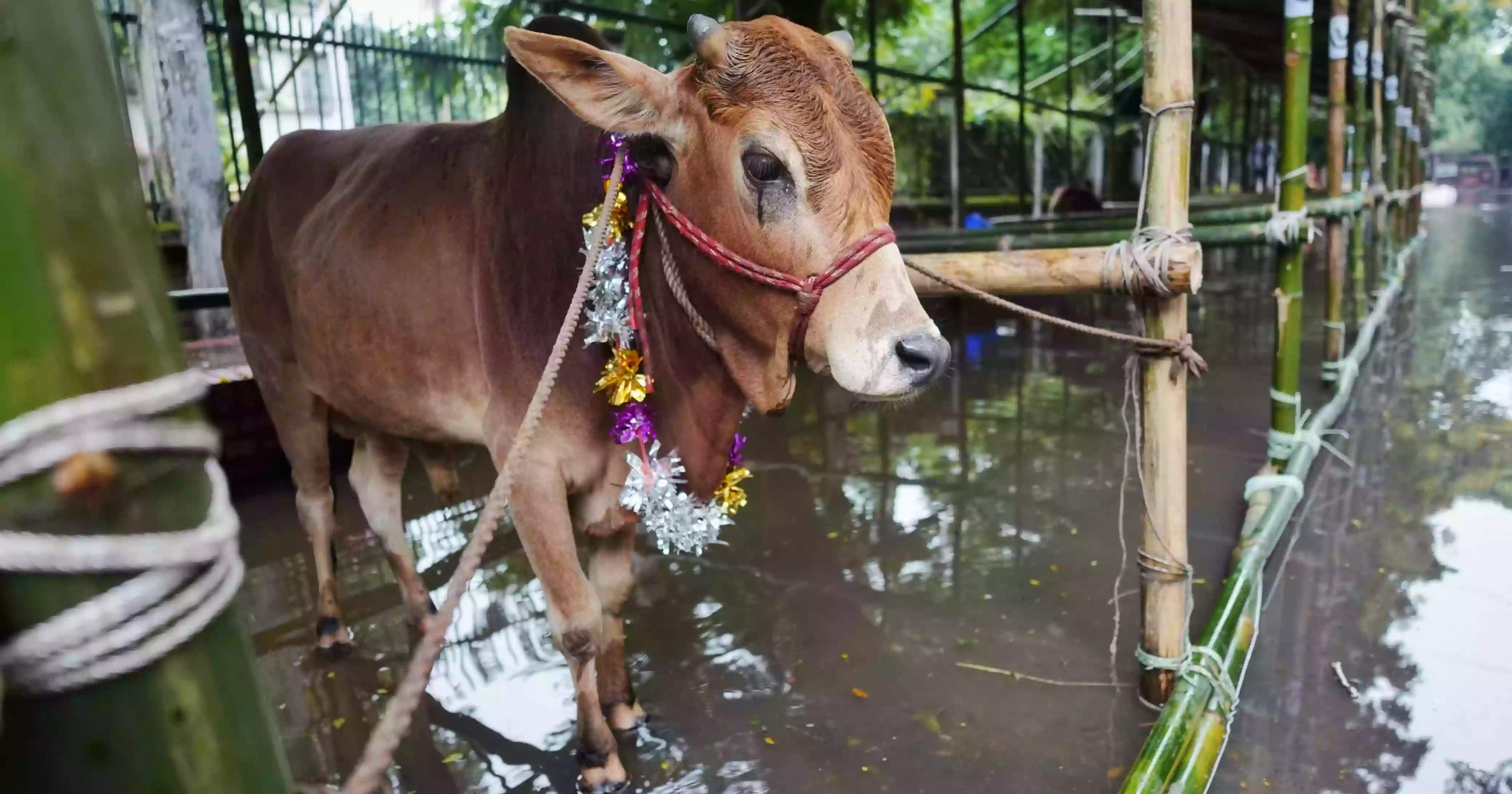 Waterlogging fuels fear of post-Eid health hazards