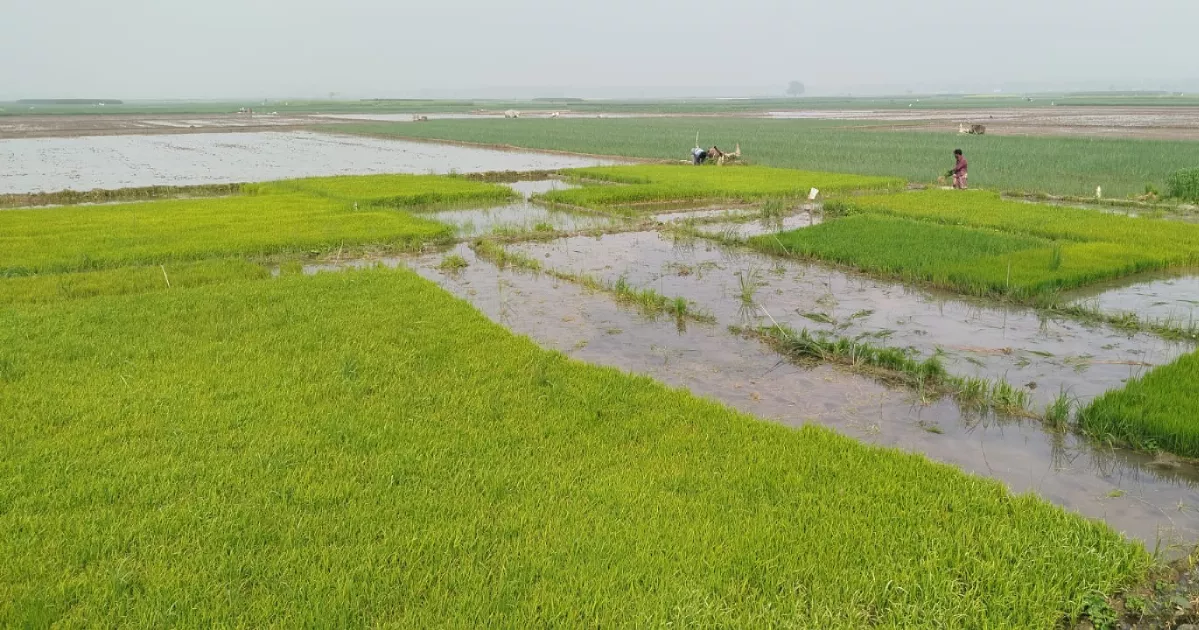 Boro cultivation booms in Meherpur, yet challenges loom for farmers