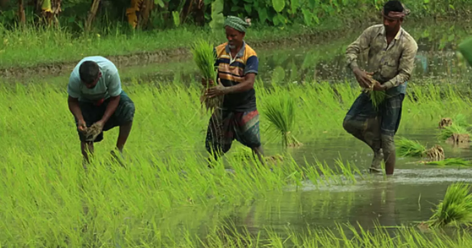 Northern reguion farmers pin hopes on Aman harvest amid favourable weather