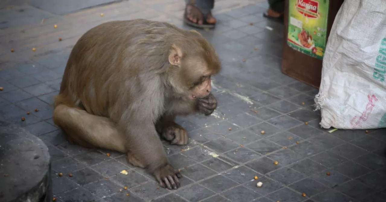 Monkey on busy Dhaka road: A rare sight that tells a bigger story