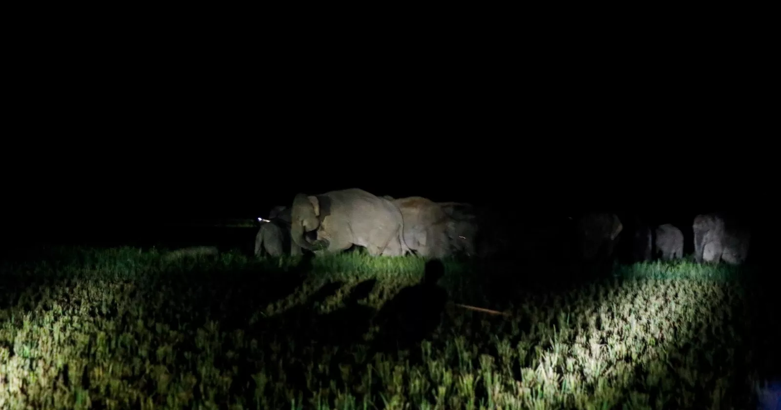 Human-elephant conflict intensifies in Sherpur border hills
