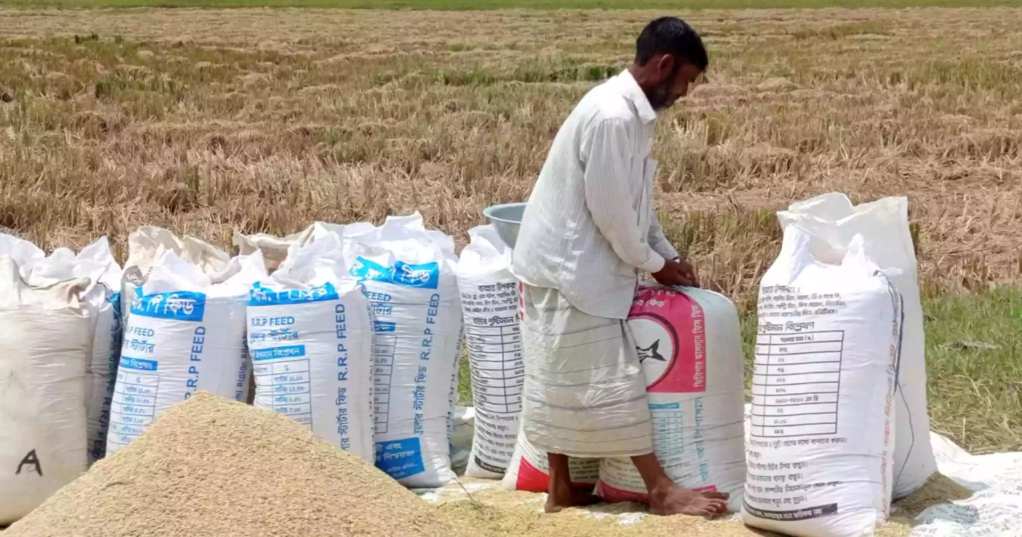 Sunamganj farmers worry over fair prices for Boro paddy