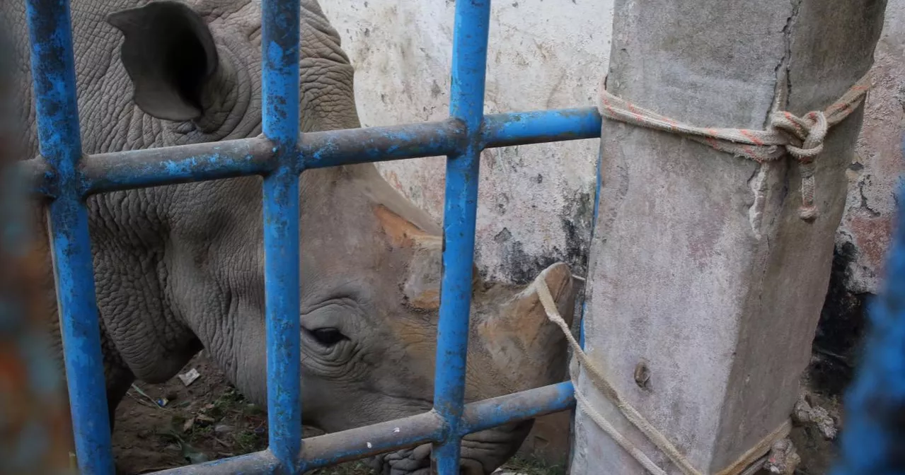 Dhaka National Zoo Animal