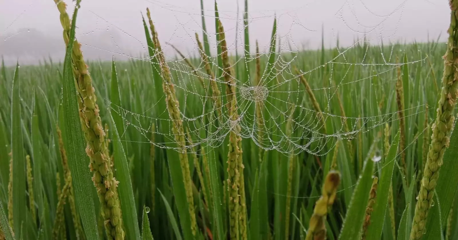 Chilly winds, morning fog signal winter’s arrival in northern Bangladesh