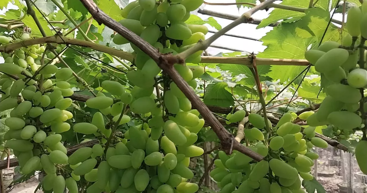 Foreign grape farming brings success in Kurigram, inspires local growers