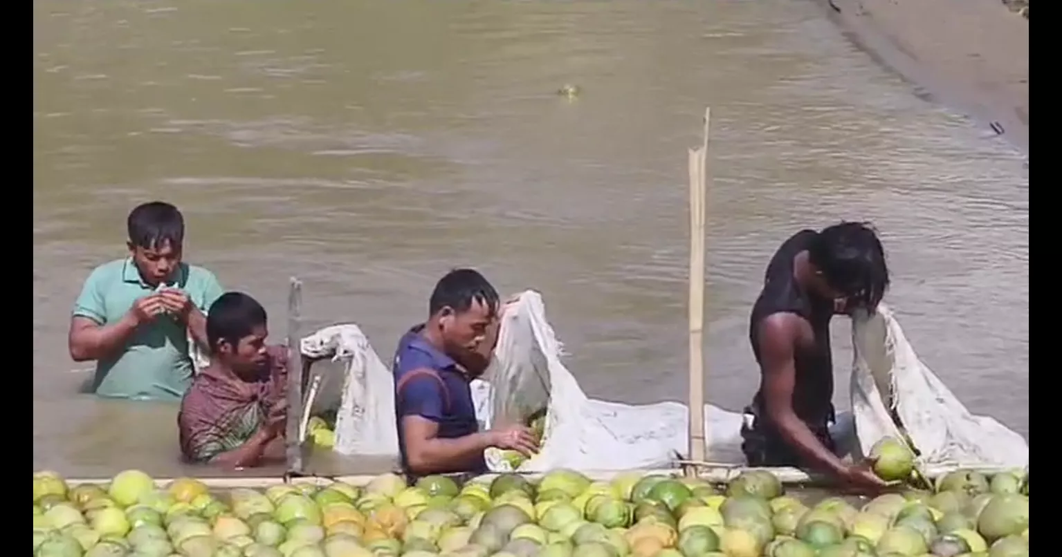 Floating pomelos of the hills: A unique blend of nature, tradition and innovation