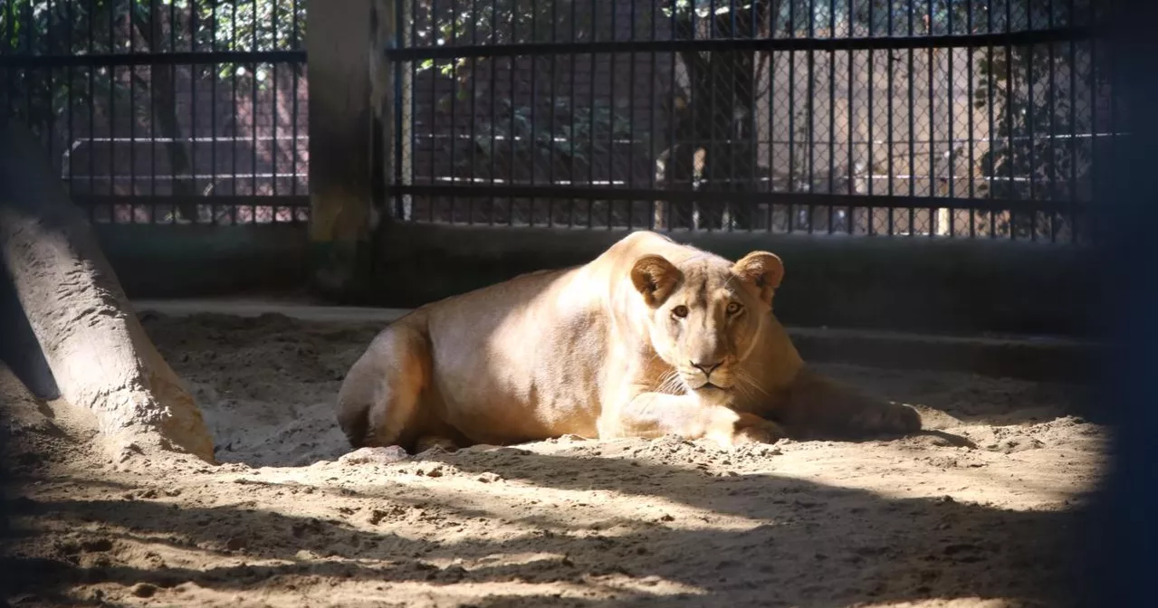 Dhaka National Zoo Lion
