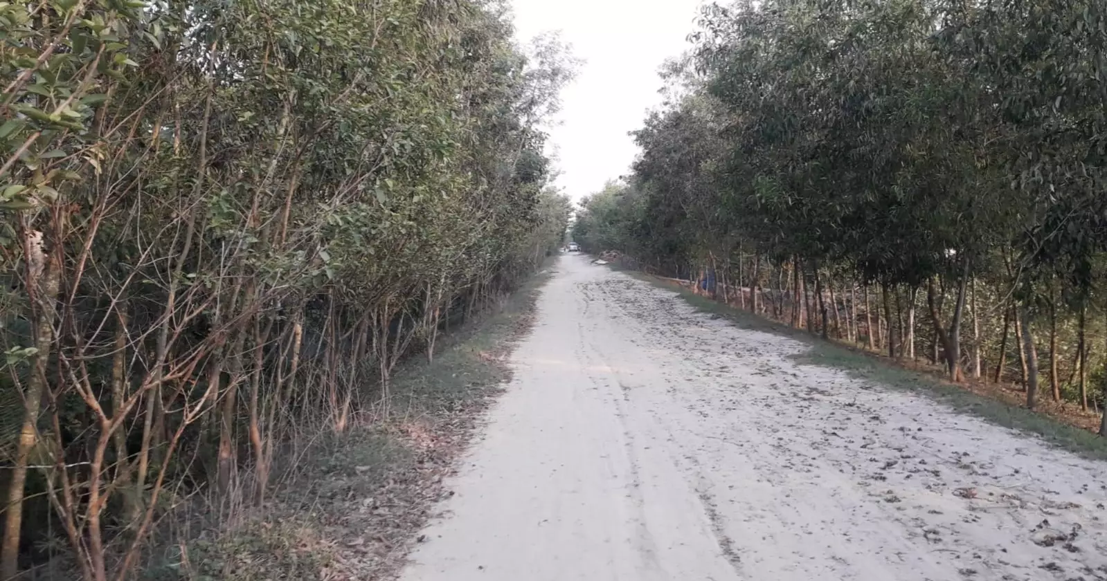 Bishkhali riverbanks turn green as 50,000 trees reshape Bagerhat landscape