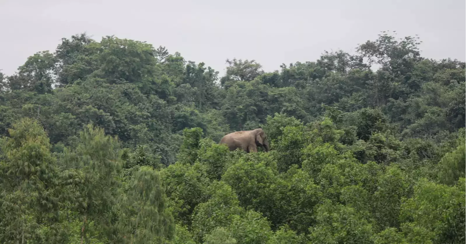 More elephants, less habitat: Sherpur’s growing human-elephant conflict