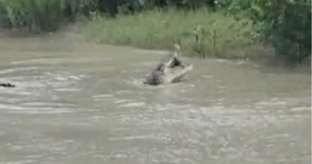 Crocodile feeding on goat caught on camera in Sundarbans