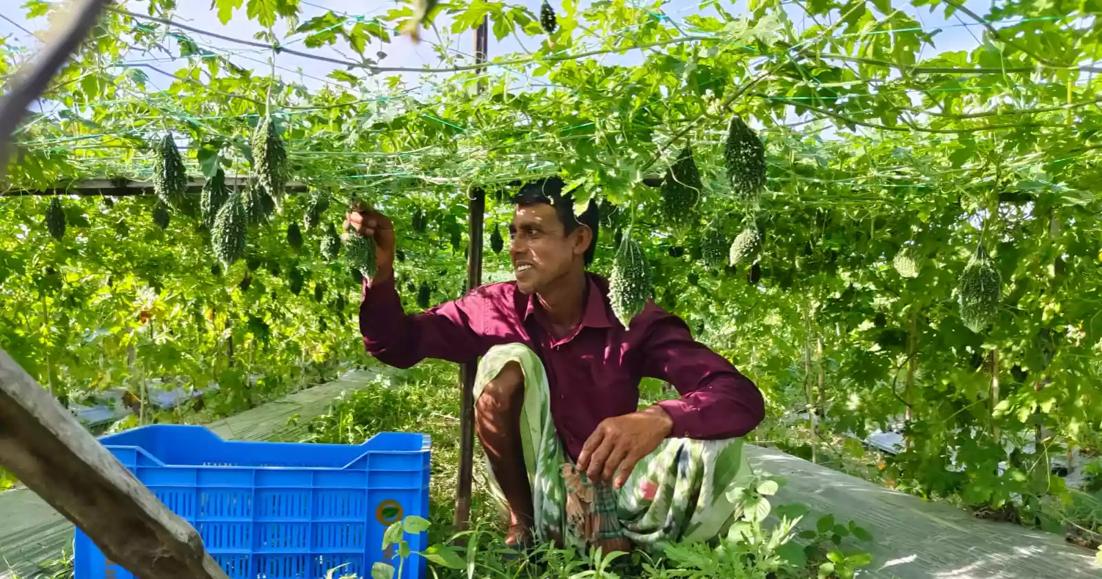 Safe vegetables, but where is the fair price?