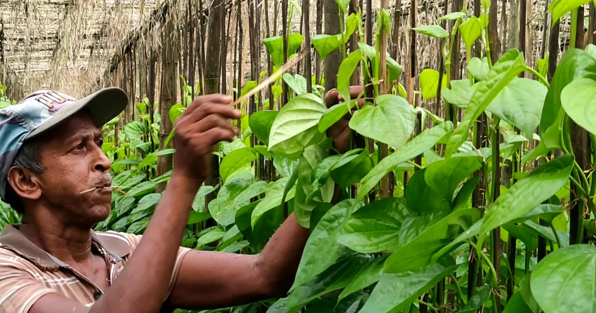 Chapainawabganj’s betel leaf bonanza fails to sweeten farmers’ fortunes