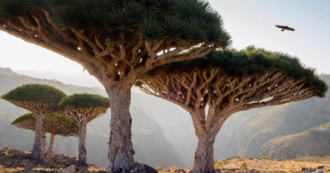 Socotra Island xeric shrublands